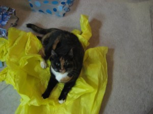 Can I be your teddy bear?